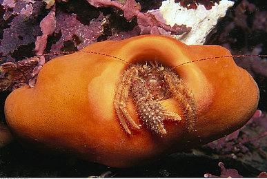 《饿狼传说：群狼之城》正在筹备第二次公开测试